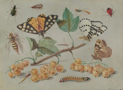 Study of Butterfly and Insects (c. 1655)