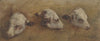 Study of Calfheads (1858)