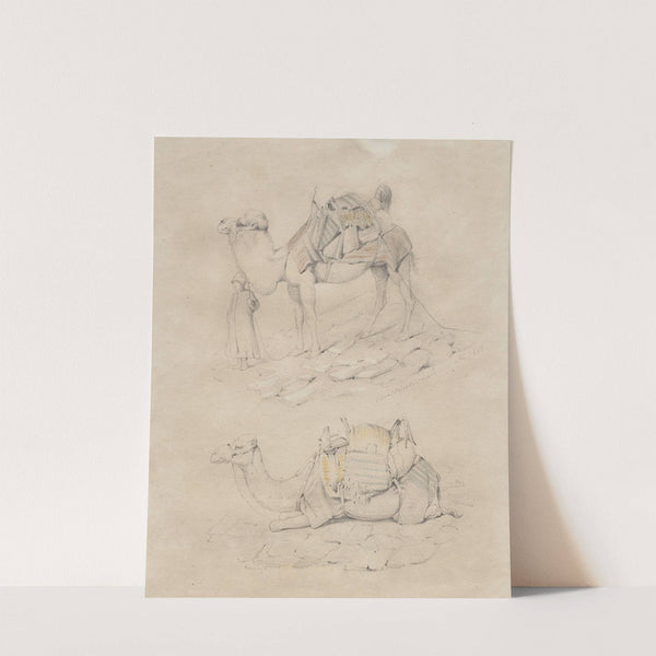 Study of Camels by Anonymous