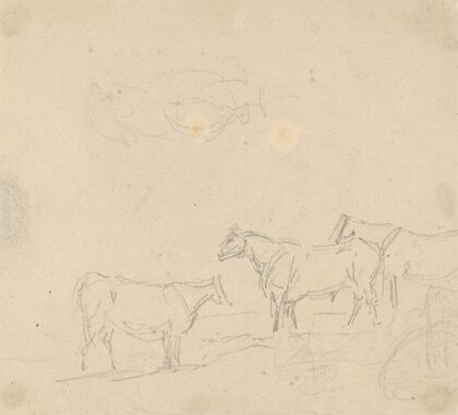 Study of Cattle