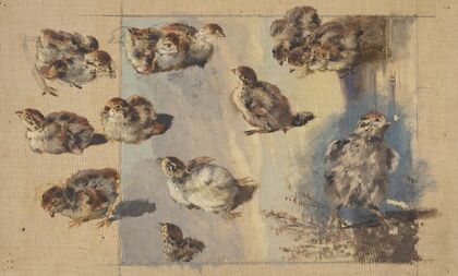 Study of Chicks