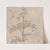 Study of Cow Parsley by Paul Sandby