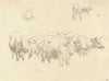 Study of Cows with Calf
