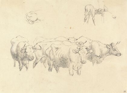 Study of Cows with Calf