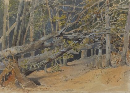 Study of Cut Down Trees