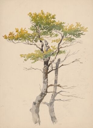 Study of Deciduous Tree