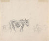 Study of donkeys