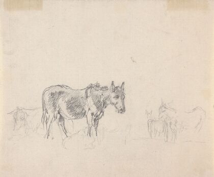 Study of donkeys