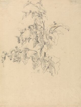 Study of Foliage