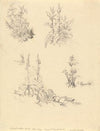 Study of Foxgloves