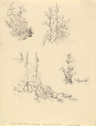 Study of Foxgloves
