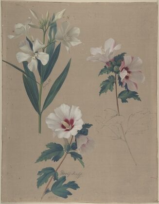 Study of Hibiscus Plants — size preview