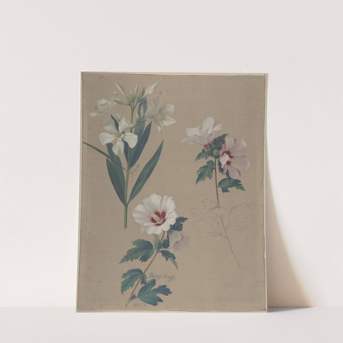 Study of Hibiscus Plants (1828) by Adolf Senff