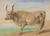 Study of Hungarian breed ox