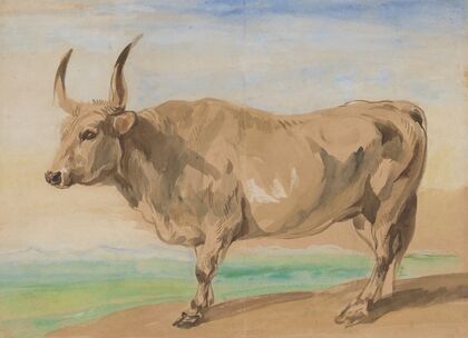 Study of Hungarian breed ox