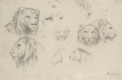 Study Of Lions And Lionesses