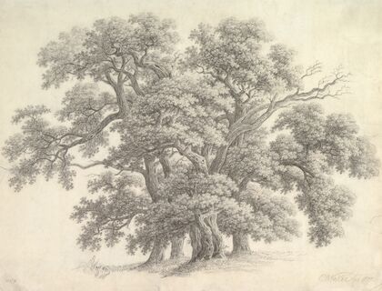 Study of Oak Trees