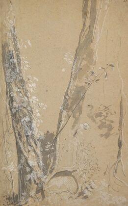 Study of Overgrown Trees
