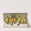 Study of pears (1891) by J. E. Barclay