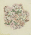Study of plants 3