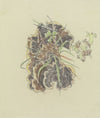 Study of plants