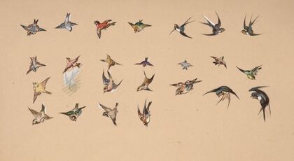 Study of polychrome birds — size preview
