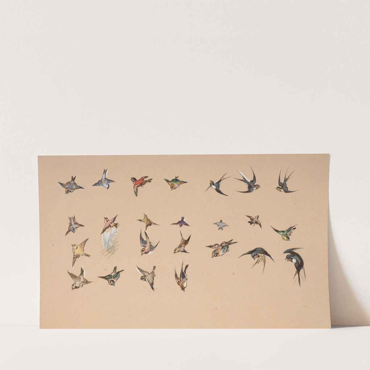 Study of polychrome birds by Félix Bracquemond