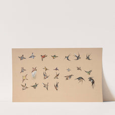 Study of polychrome birds by Félix Bracquemond