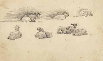 Study of Sheep