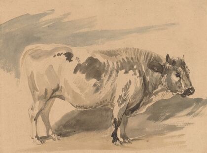Study of ‘Simentaler’ breed bull