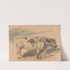 Study of &#039;Simentaler&#039; breed bull by Piotr Michałowski