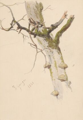 Study of Tree Trunk with Branches and Mushrooms — size preview