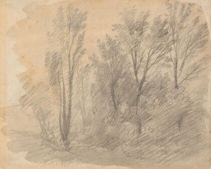 Study of Trees