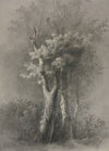 Study of Trees