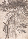 Study of Trees