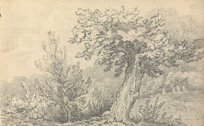 Study of Trees and Shrubs