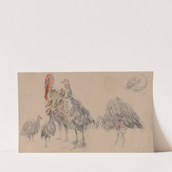Study of Turkeys (1840s) by David Cox