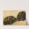 Study of Two Brazilian Tortoises by Albert Eckhout