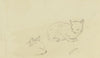 Study sheet; Cats