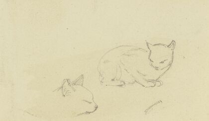 Study sheet; Cats