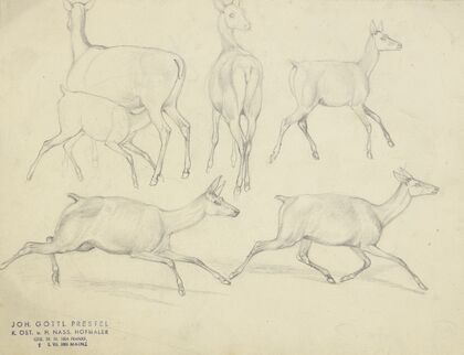 Study sheet; Chamois