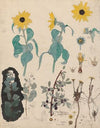 Study Sheet of Sunflowers, Snowberry, and Blackthorn