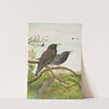 Sturnus vulgaris by Johann Friedrich Naumann