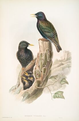 Sturnus vulgaris. Starling. (1862-1873)