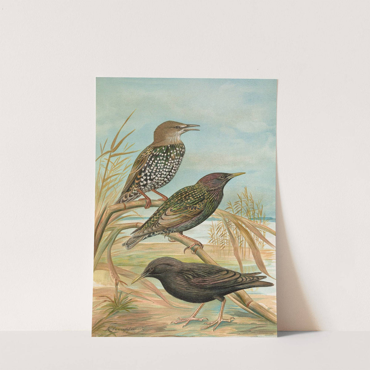 Sturnus vulgaris, Sturnus vulgaris Menzbieri, Sturnus unicolor Marmora by Johann Friedrich Naumann