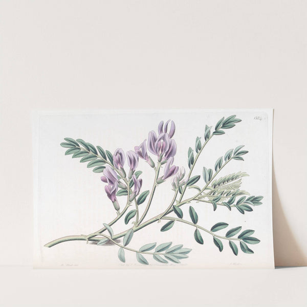 Succulent Milk Vatch by Sydenham Edwards