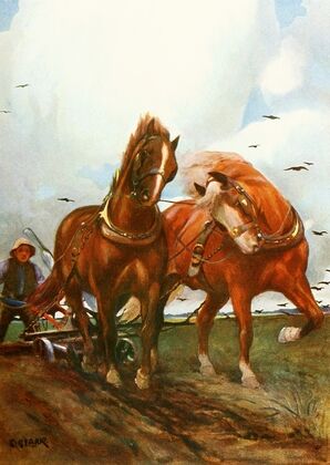 Suffolk Horses