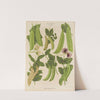 Sugar, or Edible-podded Peas (1876-1886) by Ernst Benary