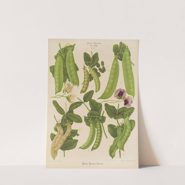 Sugar, or Edible-podded Peas (1876-1886) by Ernst Benary