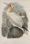 Sula bassana. Gannet, or Solan Goose. (1862-1873)